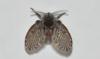 Clogmia albipunctata
